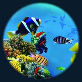 Obrázkový kotouč - Tropické ryby